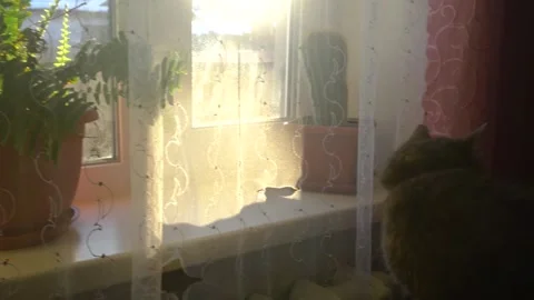 Flowers by the window in the house basking in the sun in winter Video stock 327391586