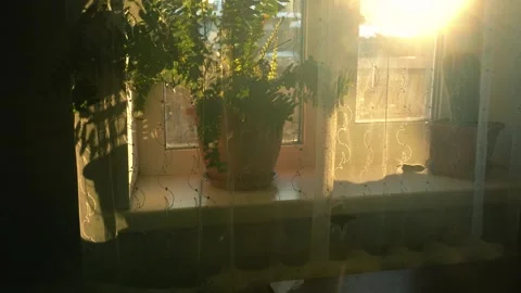 Flowers by the window in the house basking in the sun in winter Video stock 327391863