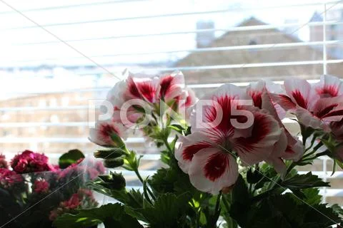 Flowers by window Stock Photos