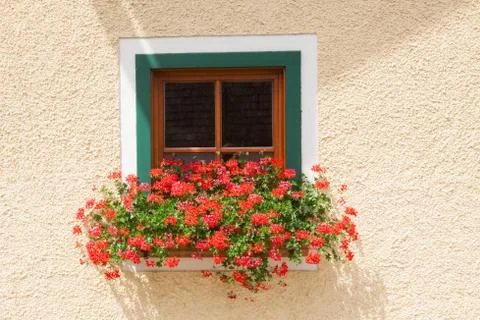 Flowers on the window. Stock Photos
