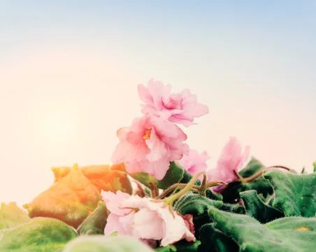 Flowers On The Window Stock Photos