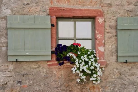 Flowers in a window Stock Photos
