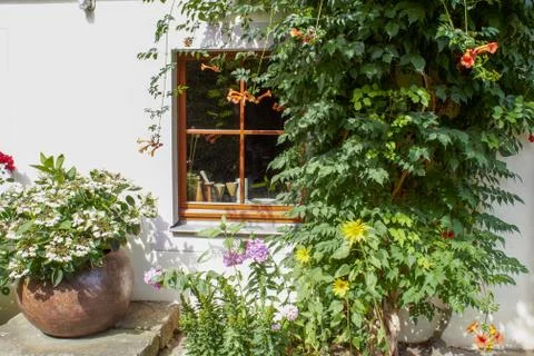 Flowers at the window 写真素材