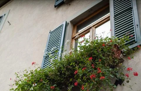 Flowers in the Window Stock Photos