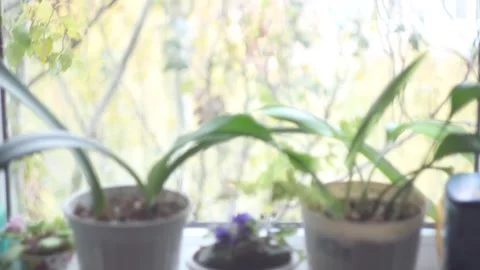 Flowers on the window with trees outside the window Stock Footage 146916222