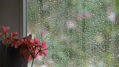 Flowers by the windows with rain 스톡 동영상 115755327