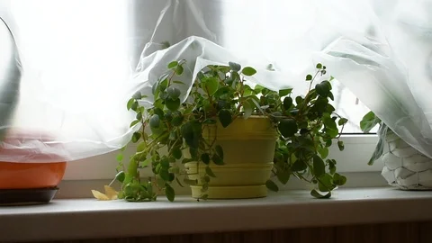 Flowers on a windowsill covered with cellophane Stock Footage 125367385