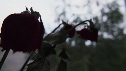 Flowers on the windowsill Stock Footage 132121515