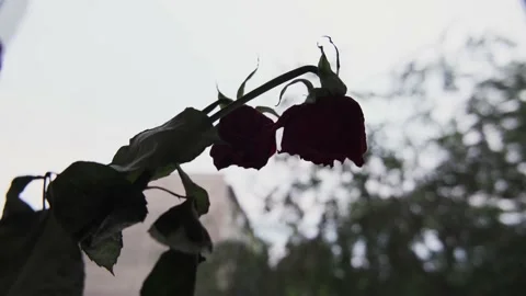 Flowers on the windowsill Stock Footage 132121518