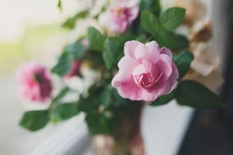 Flowers on the windowsill Stock Photos