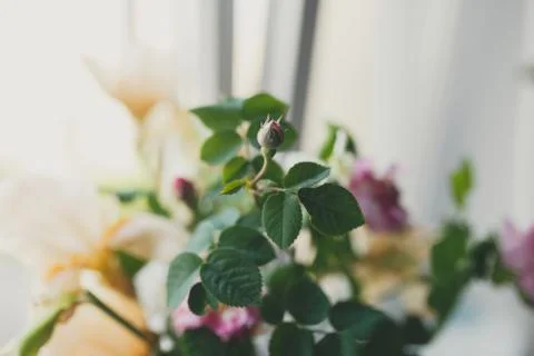 Flowers on the windowsill Stock Photos