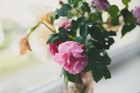 Flowers on the windowsill Stock Photos