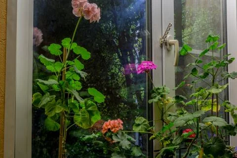 Flowers on the windowsill Fotos Stock