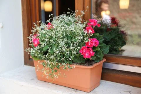 Flowers on the windowsill Foto stock