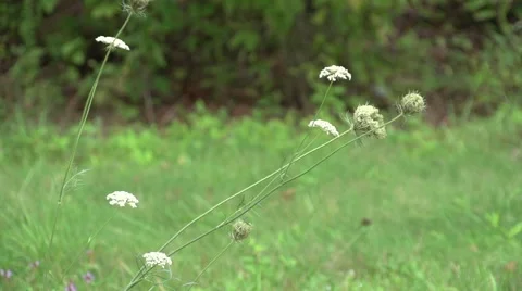 Flowers Windy 1 Stock Footage 41667380