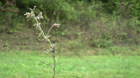 Flowers Windy 2 Stock Footage 41667433