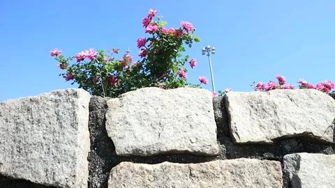 Flowers in Windy Breeze Stock Footage 274573860