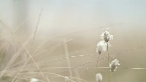 Flowers in a windy field 스톡 동영상 87175272