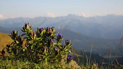 Flowers windy mountain Stock Footage 41829410