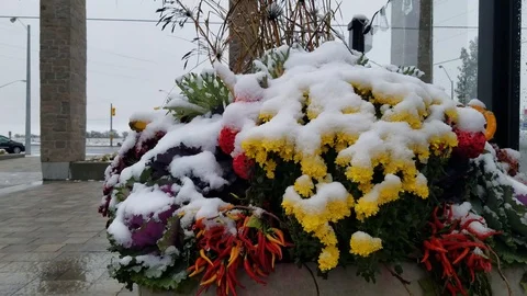 Flowers in Winter 1 Video stock 102129348