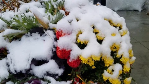Flowers in Winter 2 Stock Footage 102129331