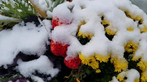 Flowers in Winter 3 Stock Footage 102129338