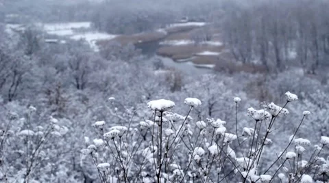 Flowers In Winter Swaying In The Wind   Video stock 47621215