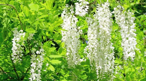 Flowers of wisteria. Stock Footage 24642362