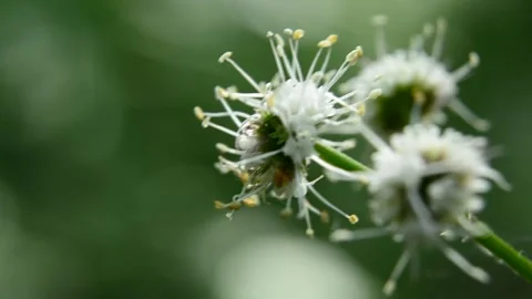Flowers without petals swaying in the wind Stock Footage 132824026