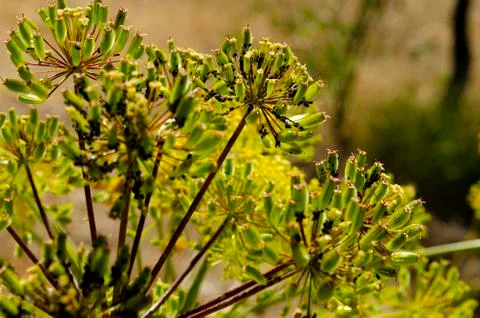 Flowers without sprouting 1 Fotos de archivo