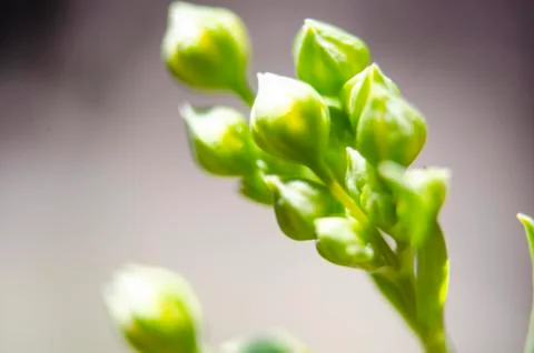 Flowers without sprouting Stock Photos