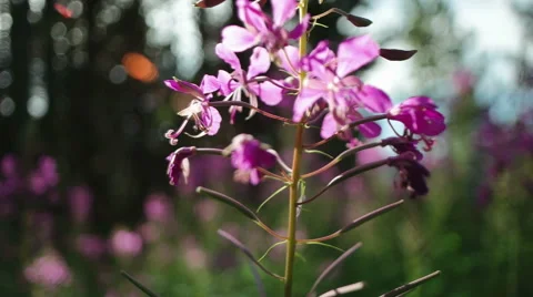 Flowers in wood Video stock 53739185
