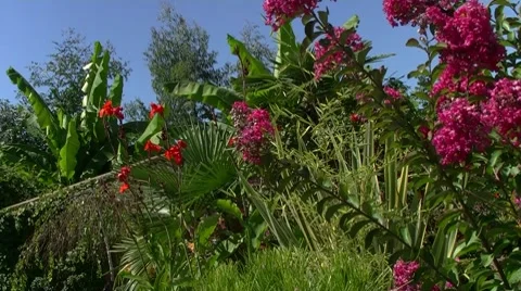Flowers in the yard Video stock 8601074
