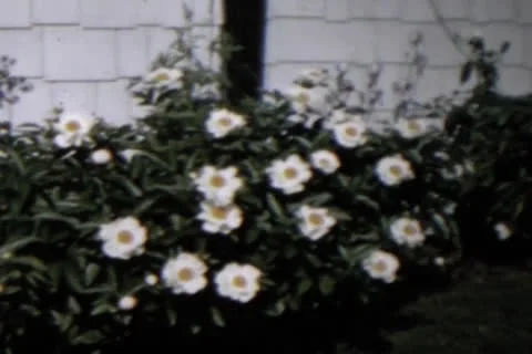 Flowers In Yard Stock Footage 24701392