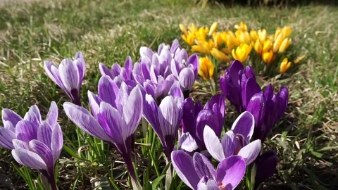 Flowers in the yard Stock Footage 114648966