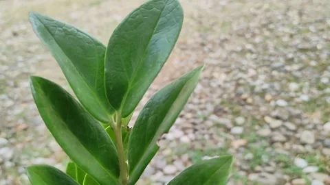 Flowers in the yard Stock Footage 239981759