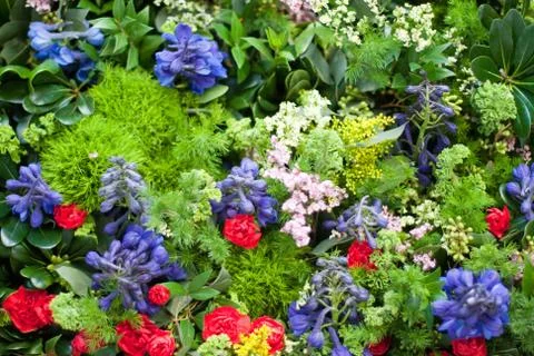 Flowers in yard Stock Photos