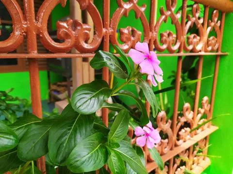 FLOWERS IN THE YARD Photos