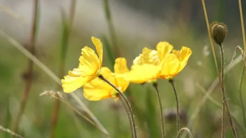 Flowers yellow-01 Stock Footage 133493451