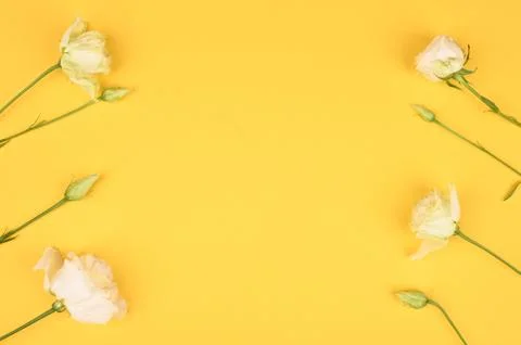 Flowers on a yellow background. Close Empty space for text or logo. floral ba Foto stock