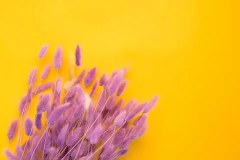 Flowers on a yellow background Stock Photos