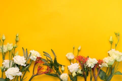 Flowers on a yellow background Stock Photos
