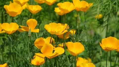 Flowers from yellow California poppy in spring Stock Footage 71003353