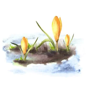 Flowers yellow crocuses sprouting through the snow Watercolor hand drawn Stock Illustration