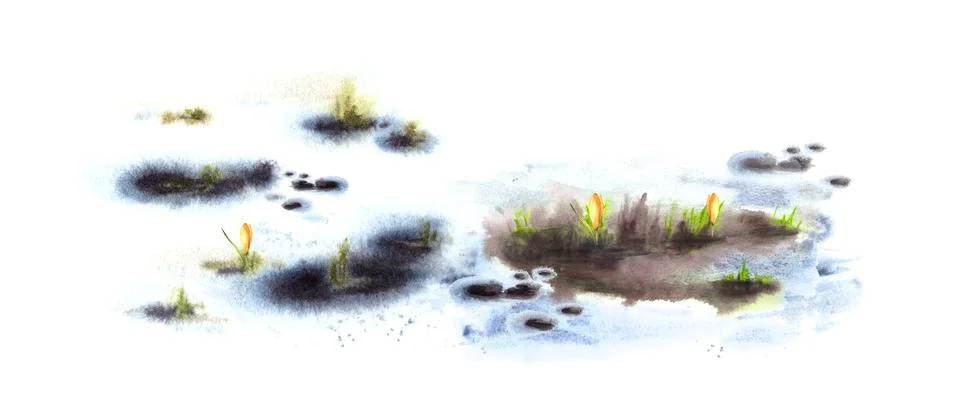 Flowers yellow crocuses sprouting through the snow Watercolor painted spring Stock Illustration