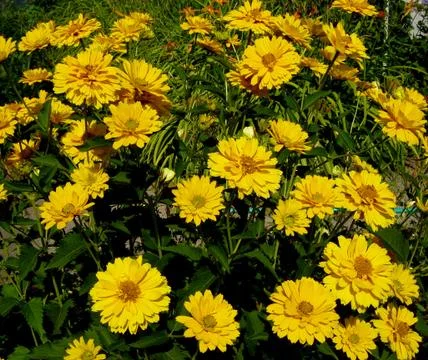 Flowers - yellow Фото