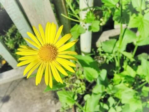 Flowers Yellow Foto stock