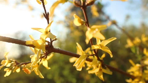 Flowers yellow Rhododendron Stockbeeldmateriaal 52321164