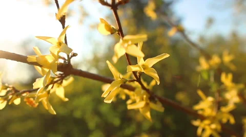 Flowers yellow Rhododendron Stockbeeldmateriaal 52463333