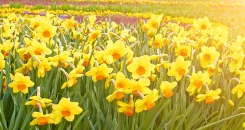 Flowers yellow spring daffodils Stock-Fotos